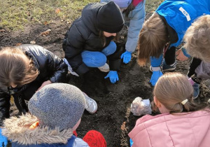 Na zdjęciu uczniowie sadzą tulipany.