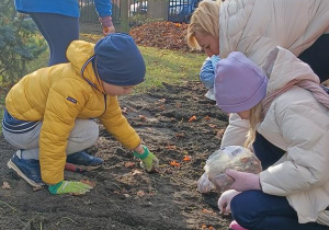 Na zdjęciu uczniowie wraz z jednym z rodziców sadzą tulipany.